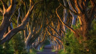 The Dark Hedges in Ballymoney, Northern Ireland