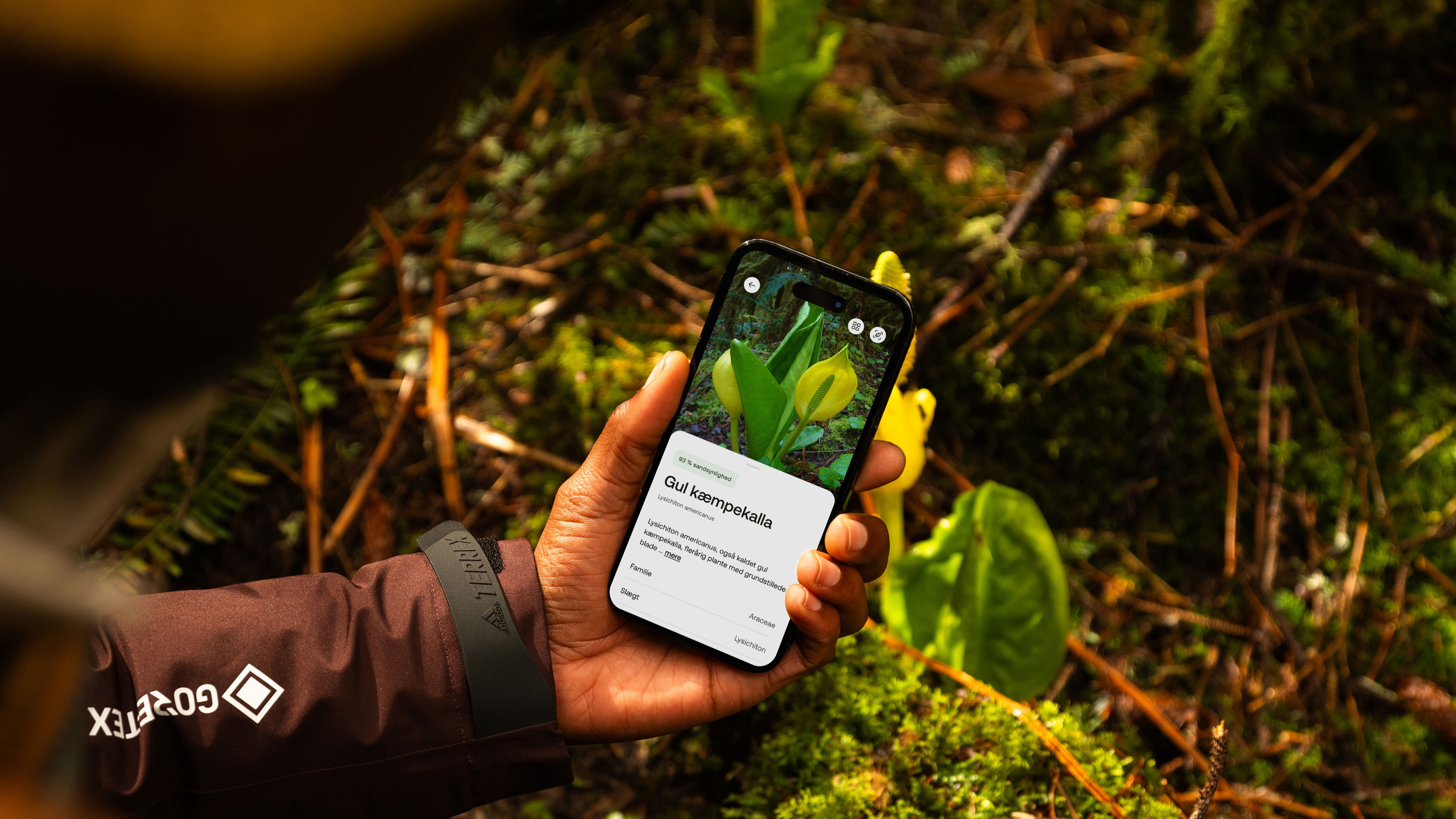 A hiker's hand holding a phone suing AllTrails' Outdoor Lens feature to identify a plant