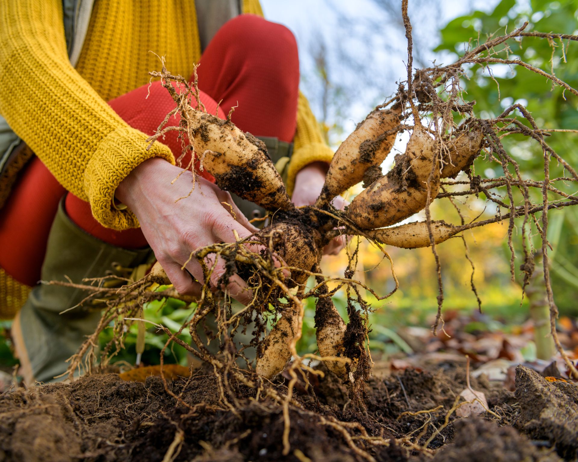 Woman digging up dahlia plant tubers, cleaning and preparing them for winter storage. Autumn gardening jobs. Overwintering dahlia tubers.