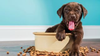 Chocolate Labrador puppy in a food bowl