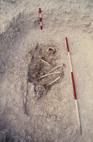 The remains of a Bronze Age individual discovered at Canada Farm, Dorset.