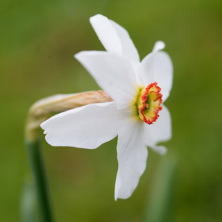 Pheasant's eye