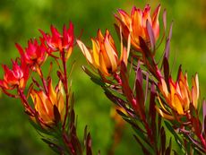 Orange and pin leucadendron flowers