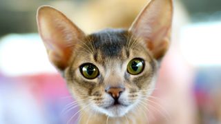 Abyssinian