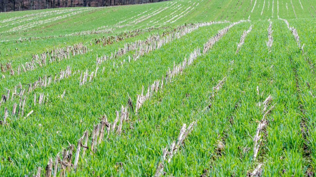 rye cover crop growing over corn field 