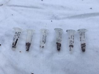 Blacklegged ticks collected in Lansing, Michigan on Oct. 1, 2016.