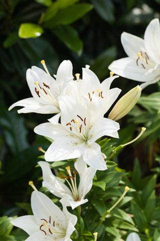 A white asiatic lily in bloom