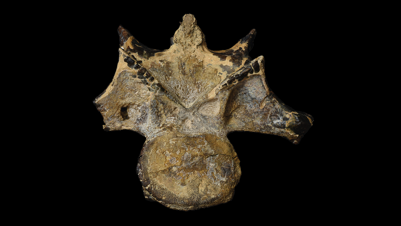 This abelisaurid neck vertebra from the Bahariya Oasis, Egypt is the first evidence of this dinosaur group to be found in that rich fossil site.