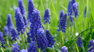 grass with naturalized blue muscari flowers