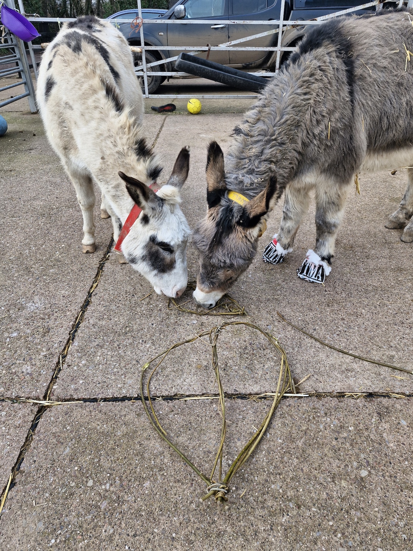 Ivor and Abigail share some enrichment at the sanctuary