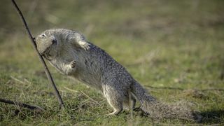 A ground squirrel scratches an itch against a stick.