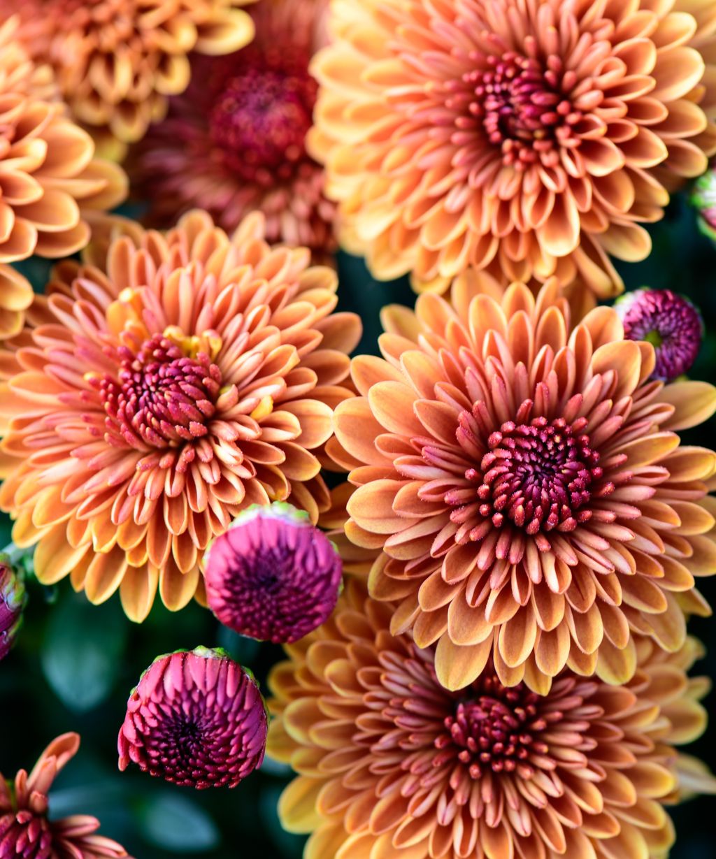 What Smells Do Ants Hate 7 Plants To Repel Ants Homes Gardens