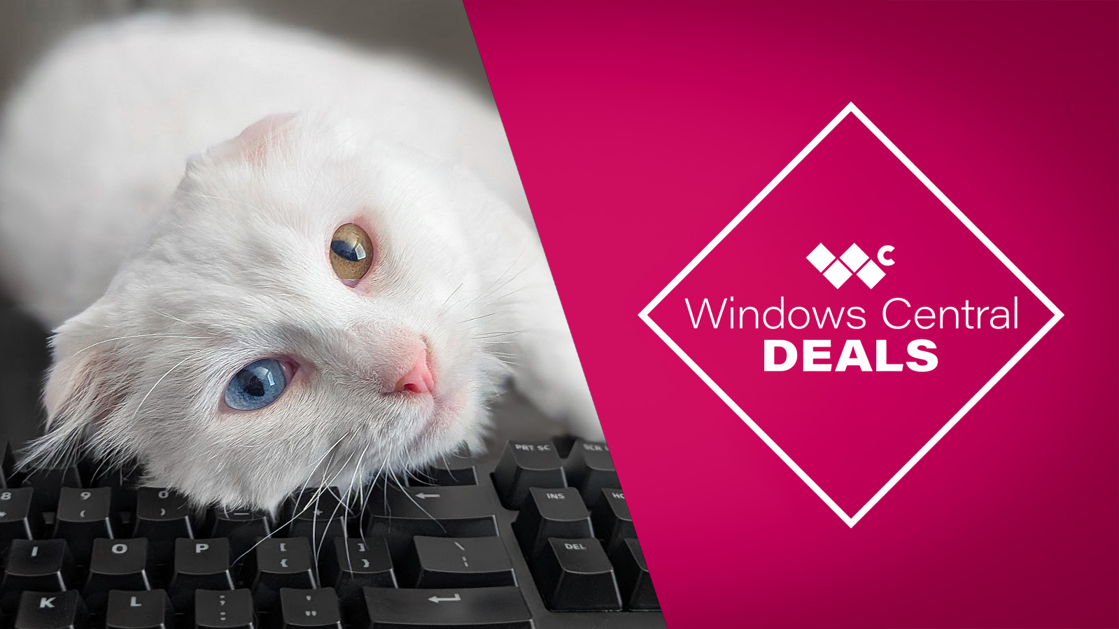 A white cat laying its face o a keyboard. A graphic to the right reads, "Windows Central deals."