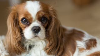 Cavalier King Charles spaniel