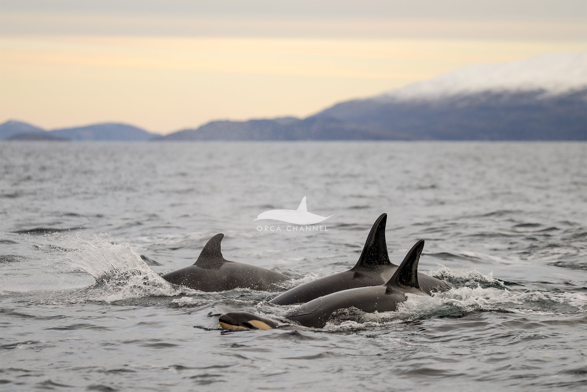 Orcas swimming with a newborn calf.