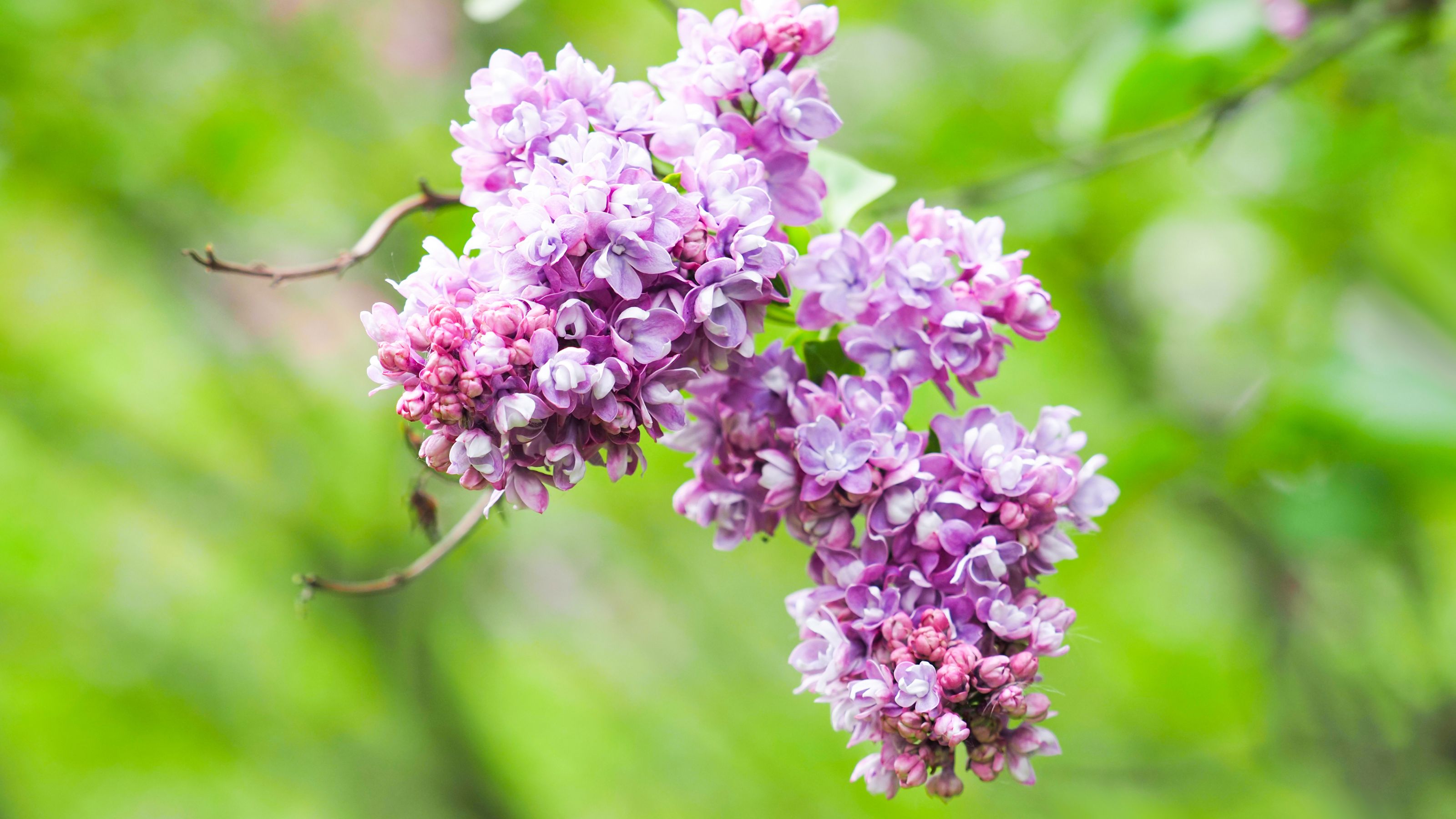 Lilac or Syringa vulgaris in park. Lilac Ami Schott, pink and purple flowers