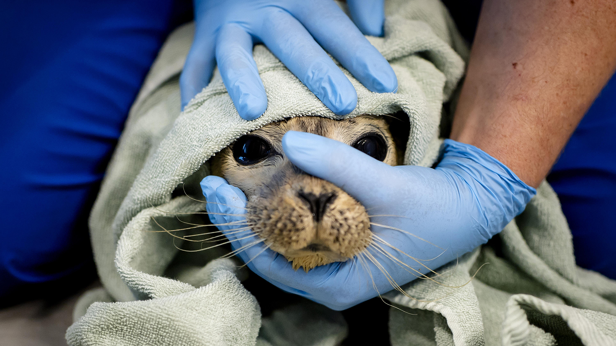 Staff care for a young harbor seal at the Wadden Sea World Heritage Centre in Lauwersoog, Netherlands