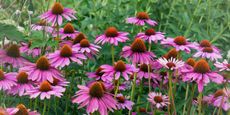 Deep pink daisy like flowers with cone-shaped centers