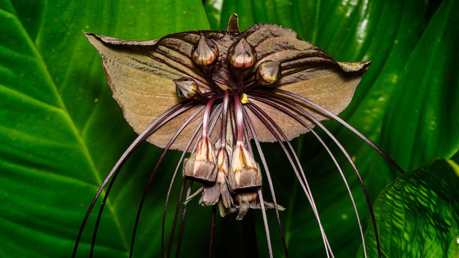 Black bat flower - Tacca chantrieri. Fairchild Tropical Botanic Garden