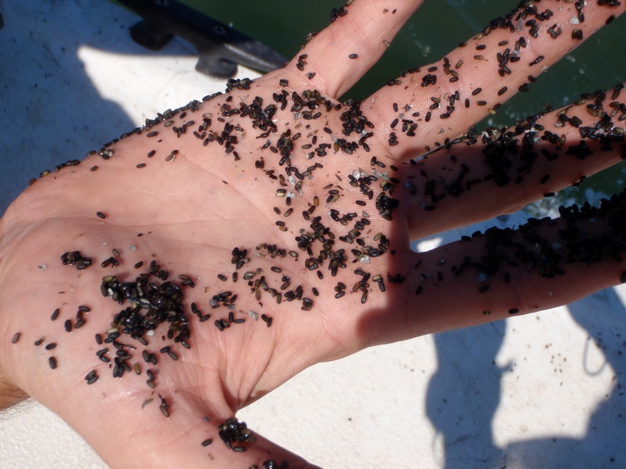 Eelgrass seeds.