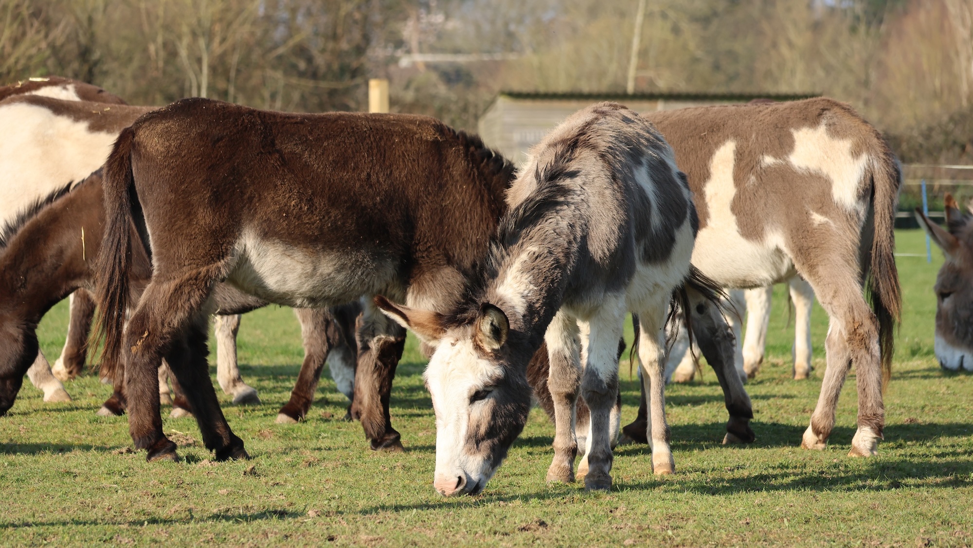 donkeys.jpg