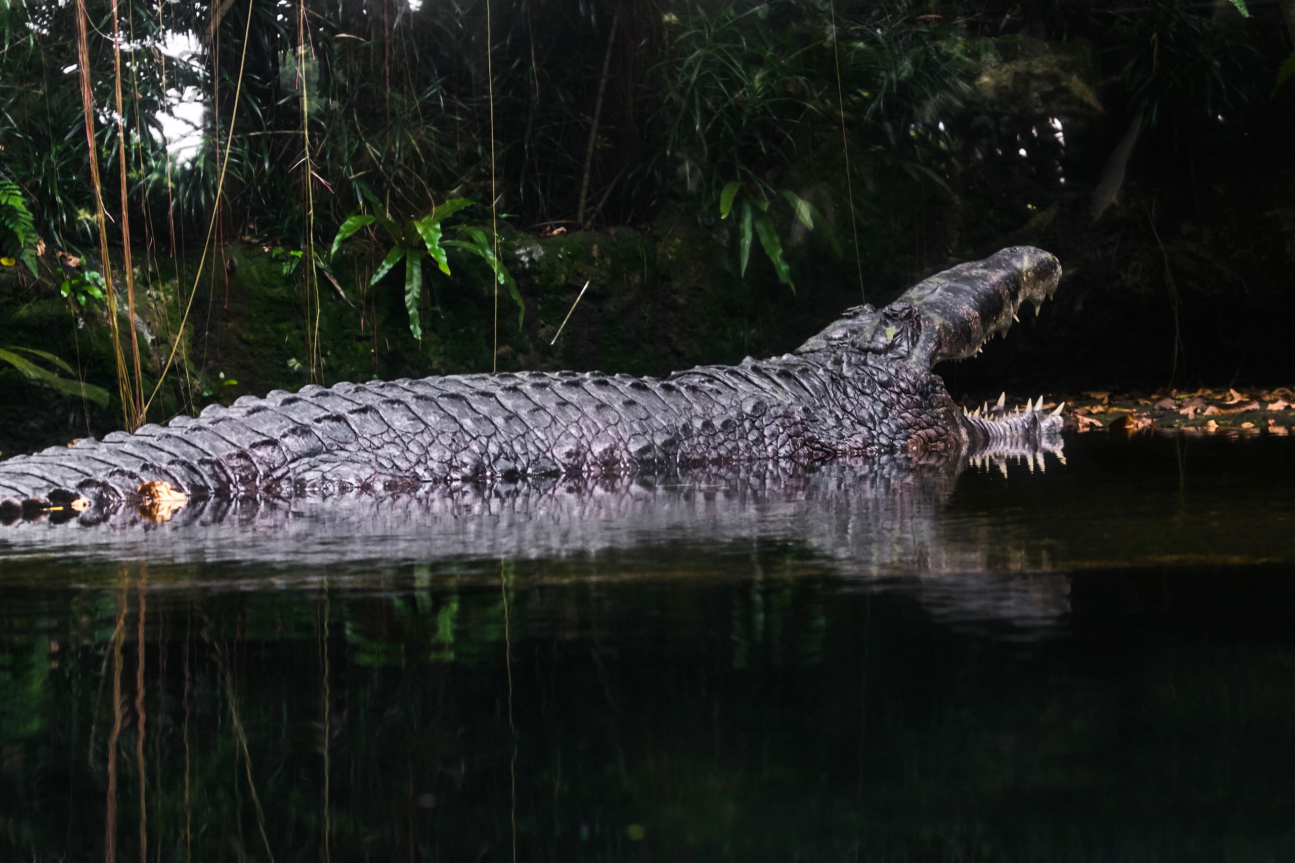 Monster Crocodile Nabbed in Australia: How did It Get So ...