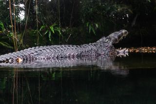 A saltwater crocodile (not the one recently captured in Australia) climbs out of an estuary.