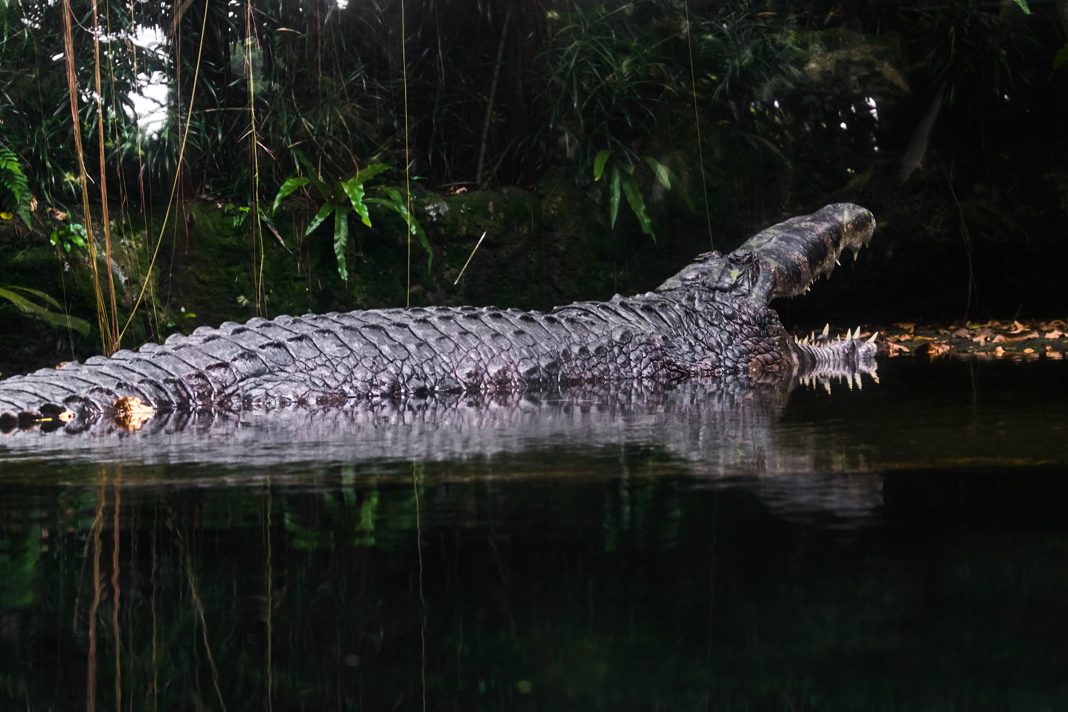 Motley Forfølge kredsløb Monster Crocodile Nabbed in Australia: How did It Get So Freaking Big? |  Live Science