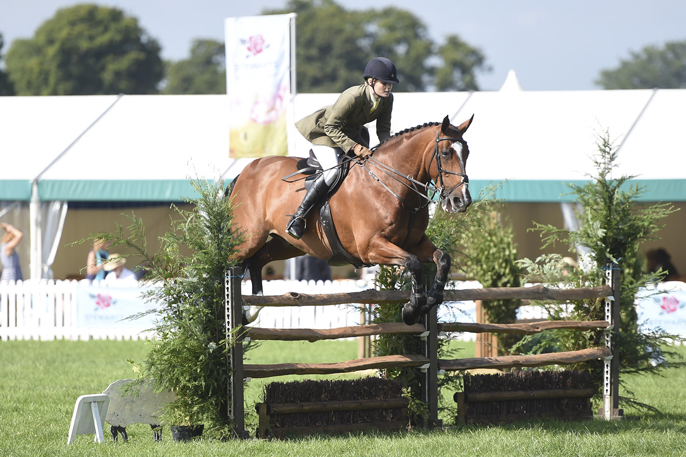 New Forest Show 25.07.2017 - Working Hunter