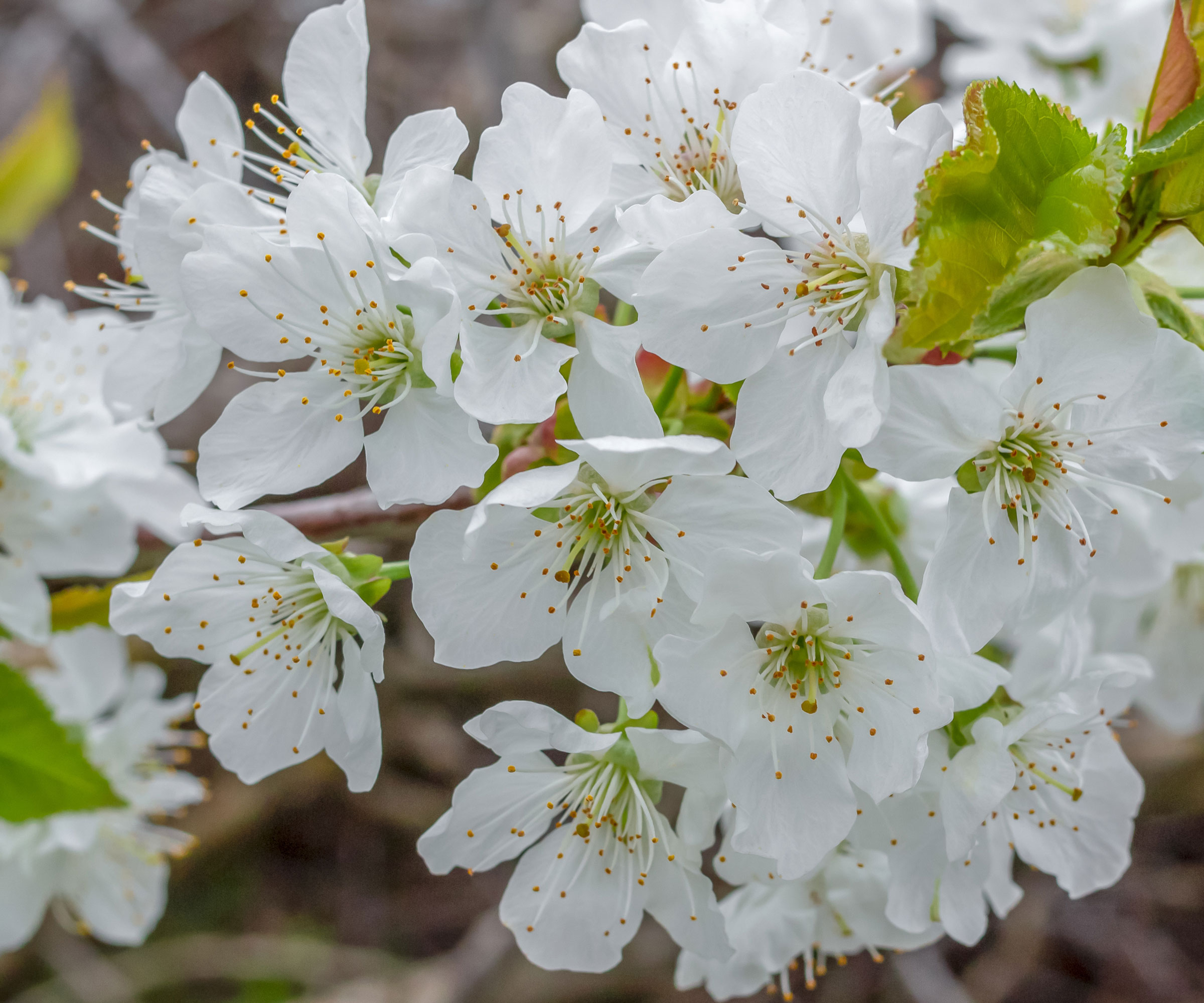 white mazzard cherry tree with large white blossoms