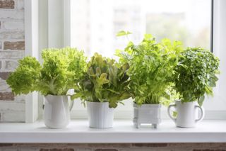 7 veg you can grow from scraps: herbs on the window ledge