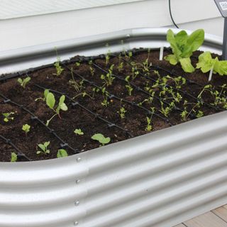 plants with a watering system installed