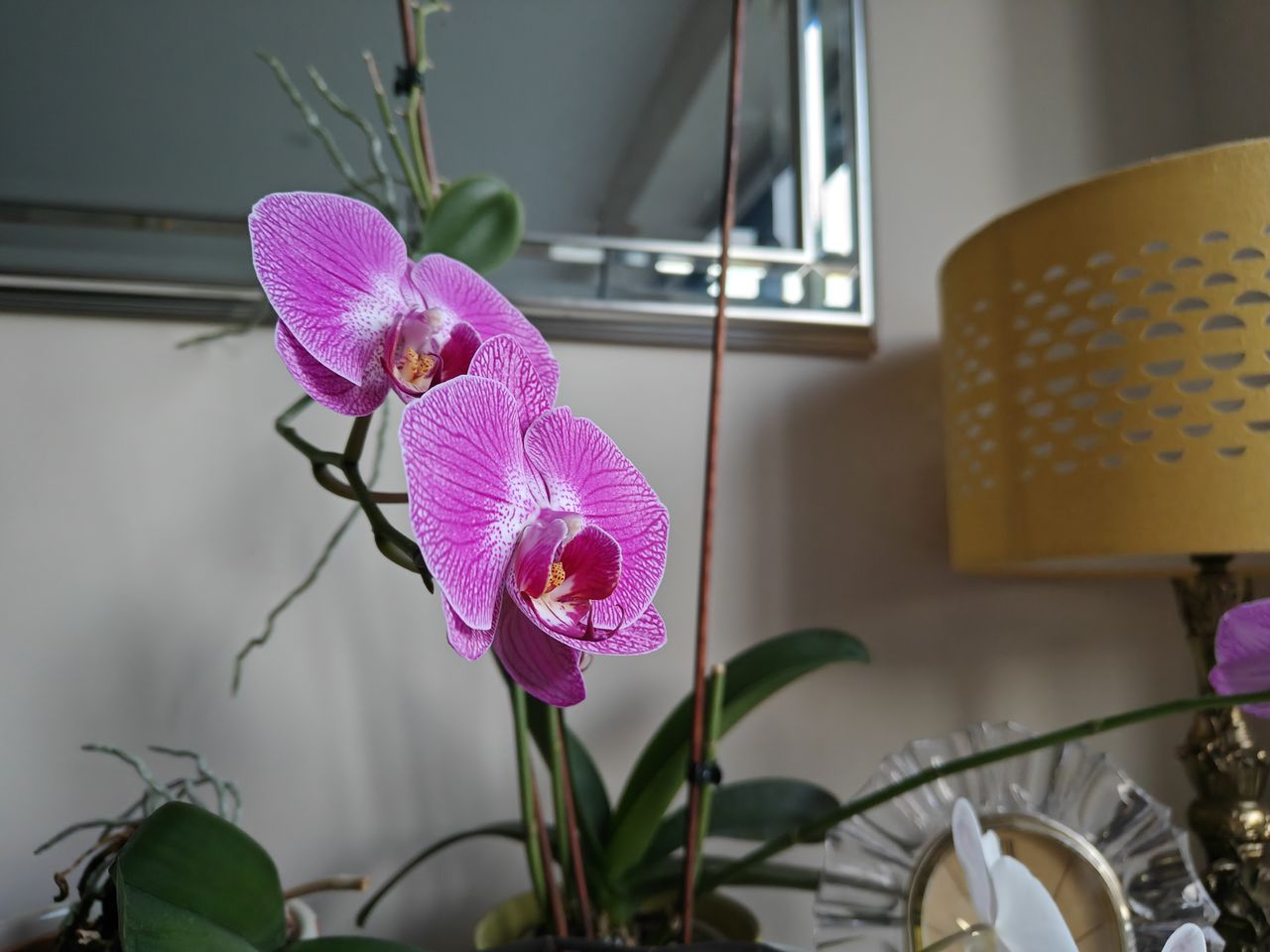 A photo taken on the OnePlus 11