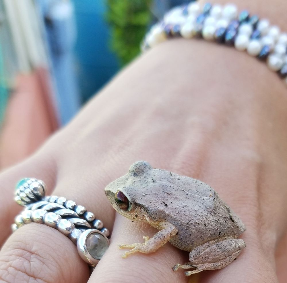 Suicidal toads in the middle of roads english edition