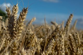 wheat, innovation
