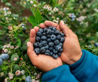 Blueberry harvest