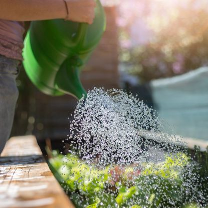 A watering can waters a raised bed