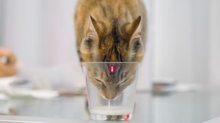 are cats lactose intolerant?