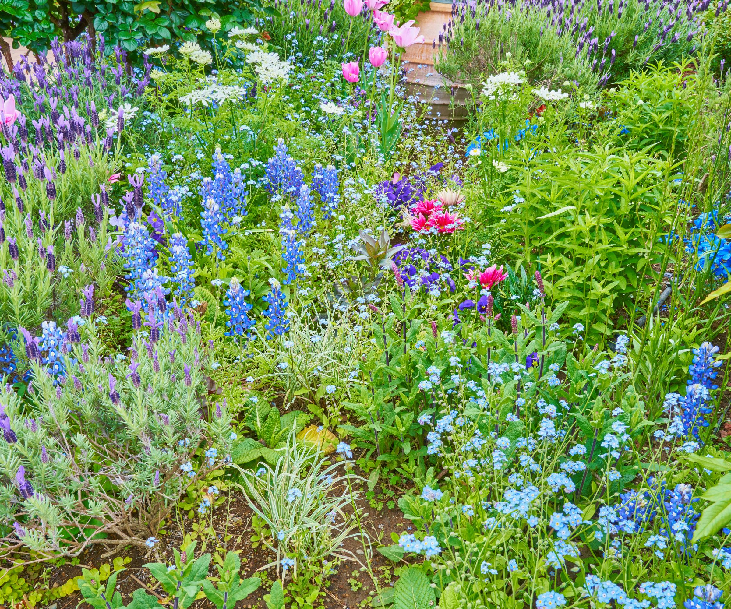 A garden of blue and pink flowers