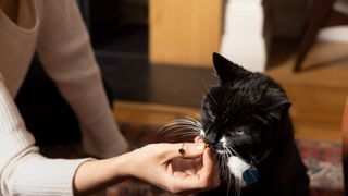 Cat eating treat from owner's hand