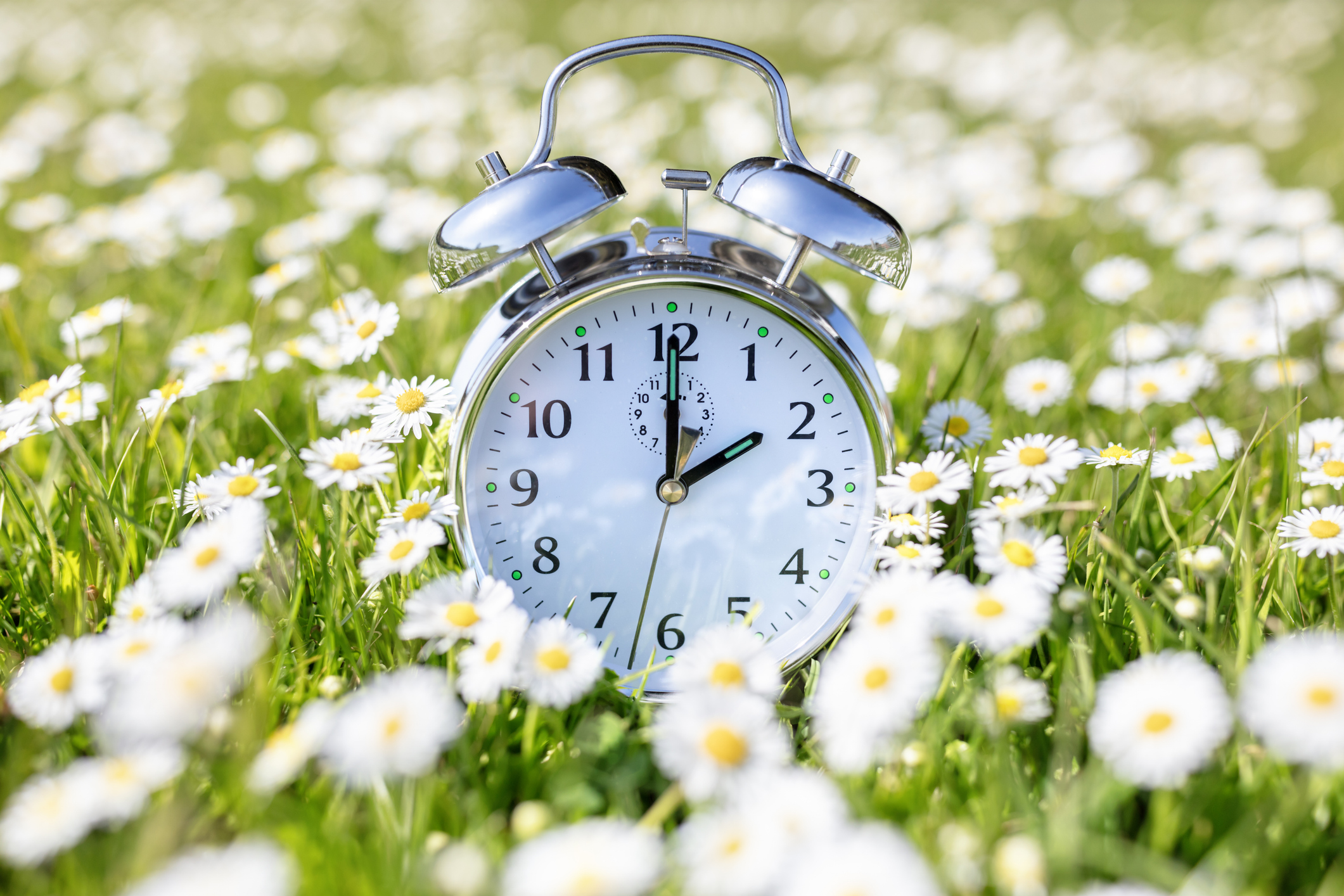 A silver alarm clock in a field of daisies.