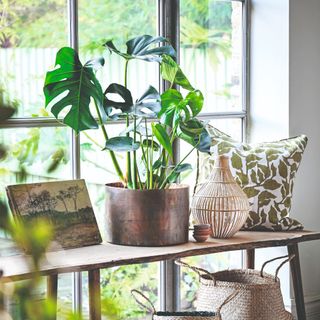 Monstera houseplant in pot next to window with green and white leaf pattern cushion