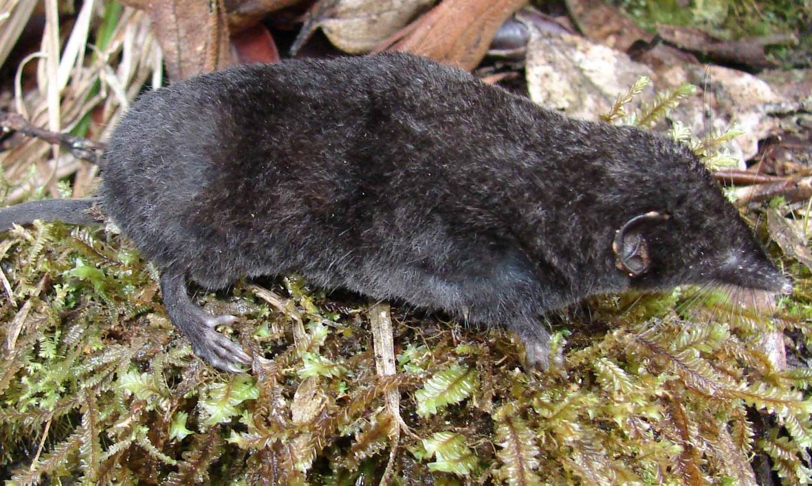 The Palawan moss shrew (&lt;i&gt;Palawanosorex muscorum&lt;/i&gt;) lives only on Mount Mantalingahan in the Philippines. 