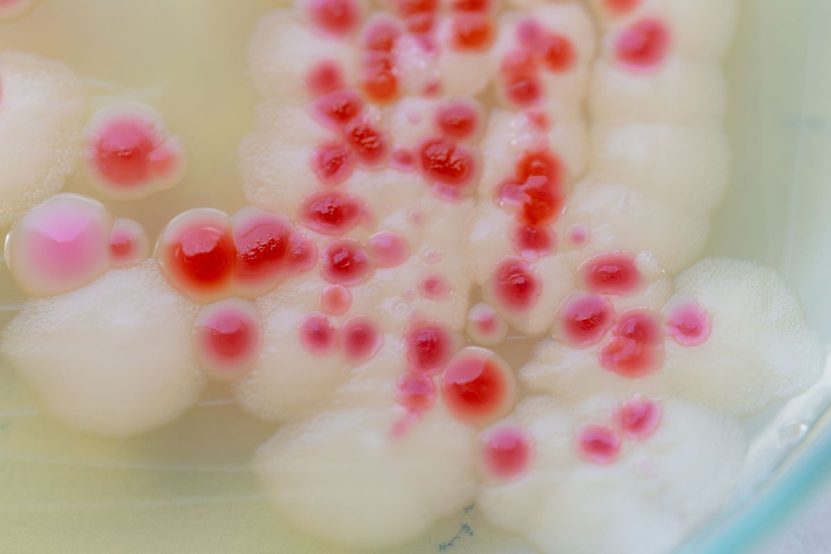 Pink bacteria &#039;serratia marcescens&#039; close up 