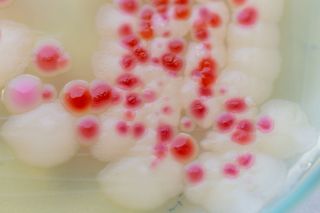 Pink bacteria 'serratia marcescens' close up 