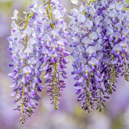 wisteria blooms