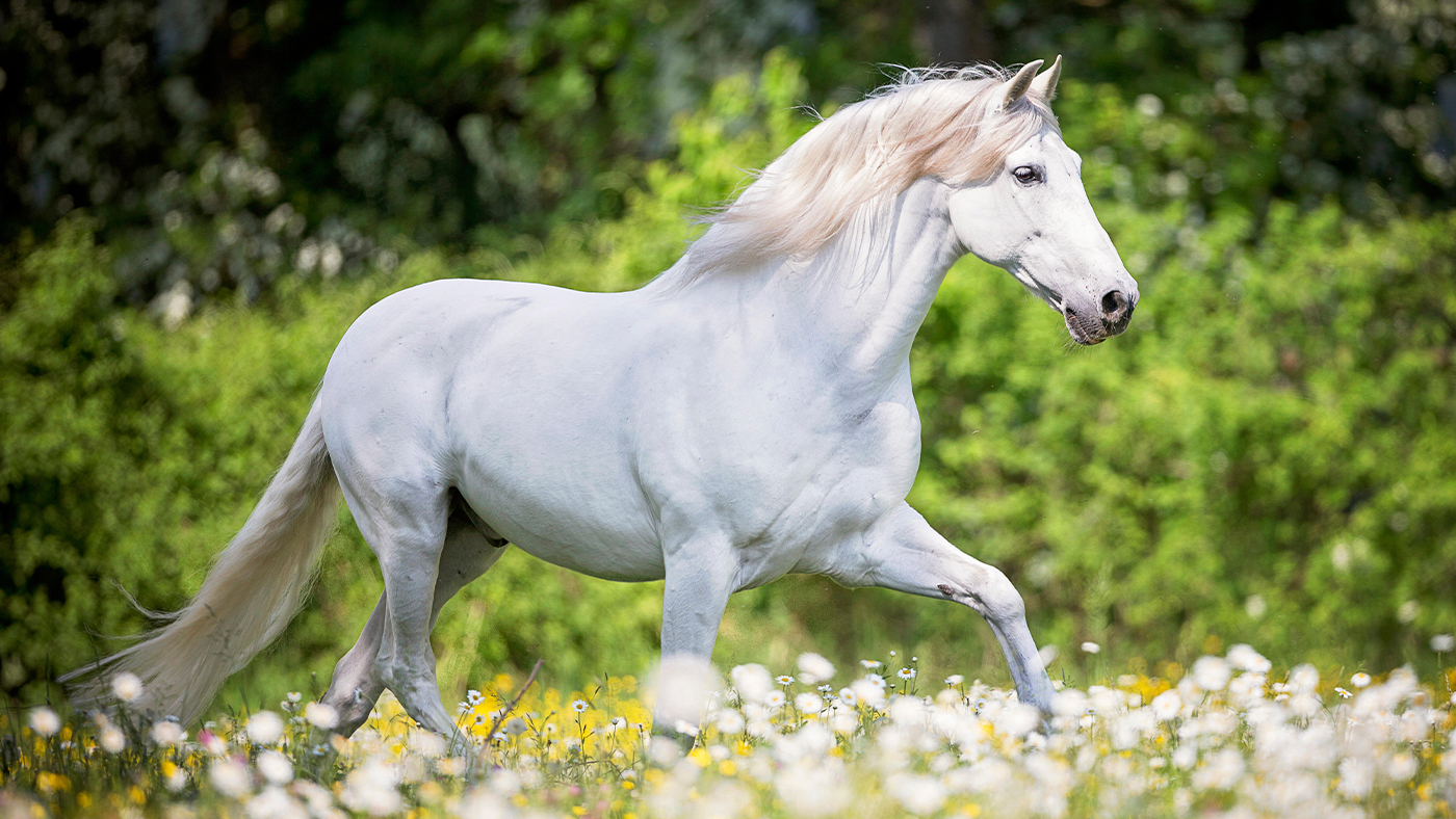 Andalusian horse