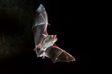 Daubenton's bat (Myotis daubentonii) in flight and hunting at night. 