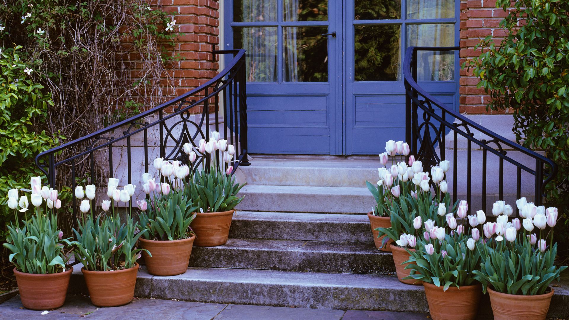 Lined up containers with white tulips