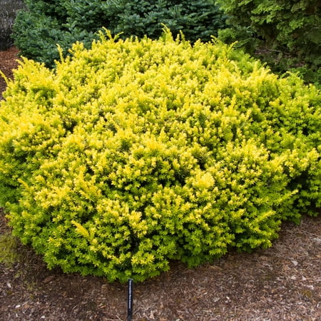 3 Gal. Pot, Dwarf Golden Japanese Spreading Yew Taxus Evergreen Shrub, One Plant Per Offer